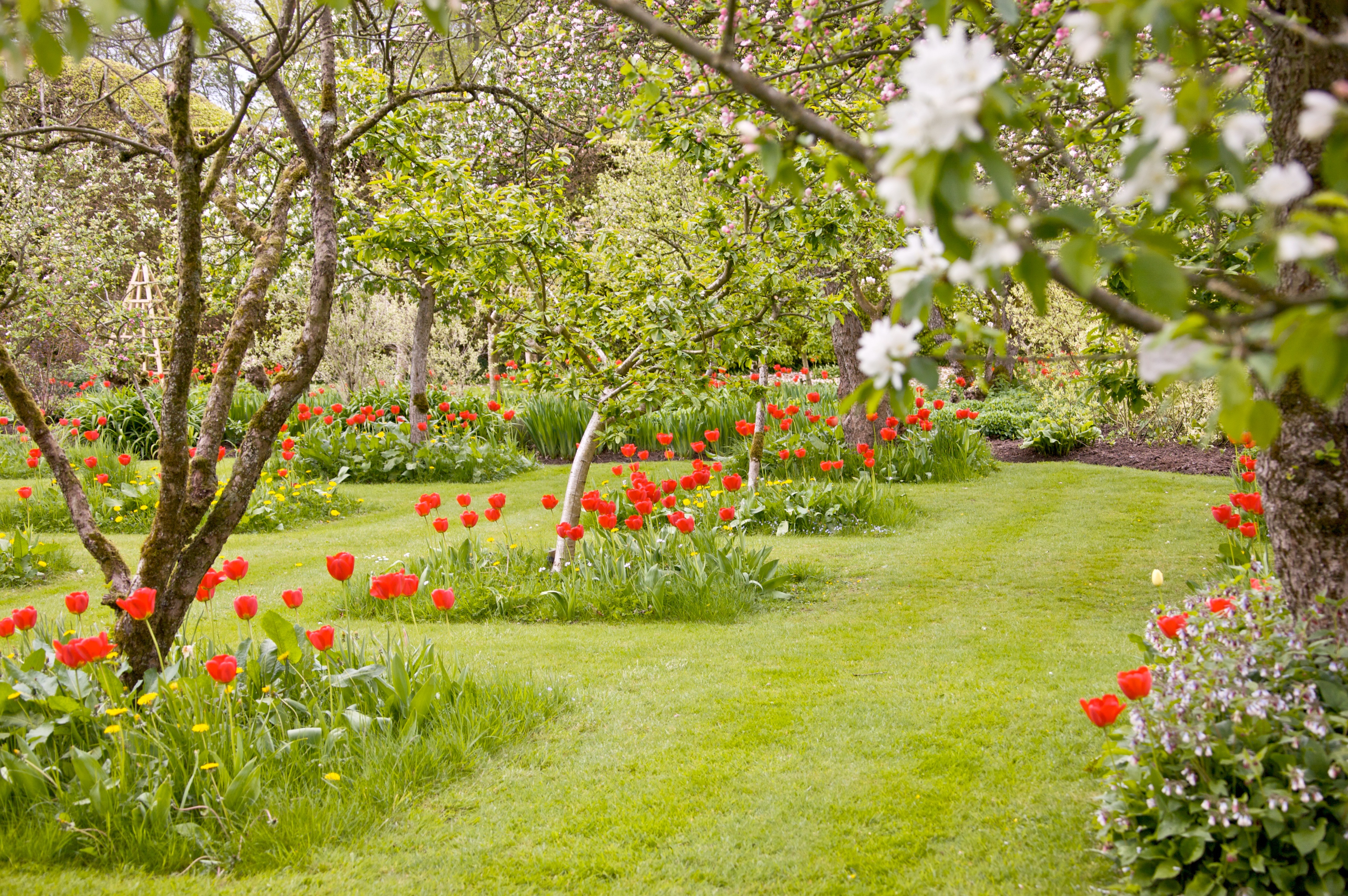 Плодовый сад дома. Аркадия Гарден плодовый сад. Хелен парк+ ландшафт. Яблоневый сад в ландшафте дачного участка. Яблони Ньютона». Кембридж, Ботанический сад.